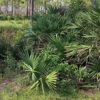 thumbnail for publication: Saw Palmetto